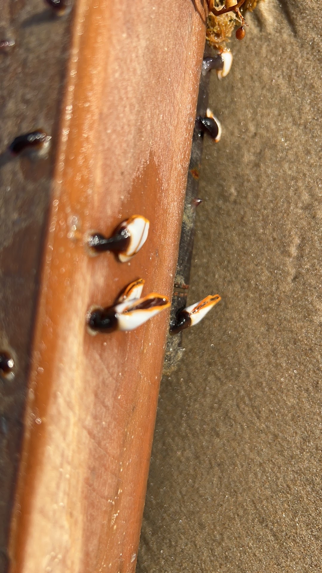 Windy Day, but no mosquitos!