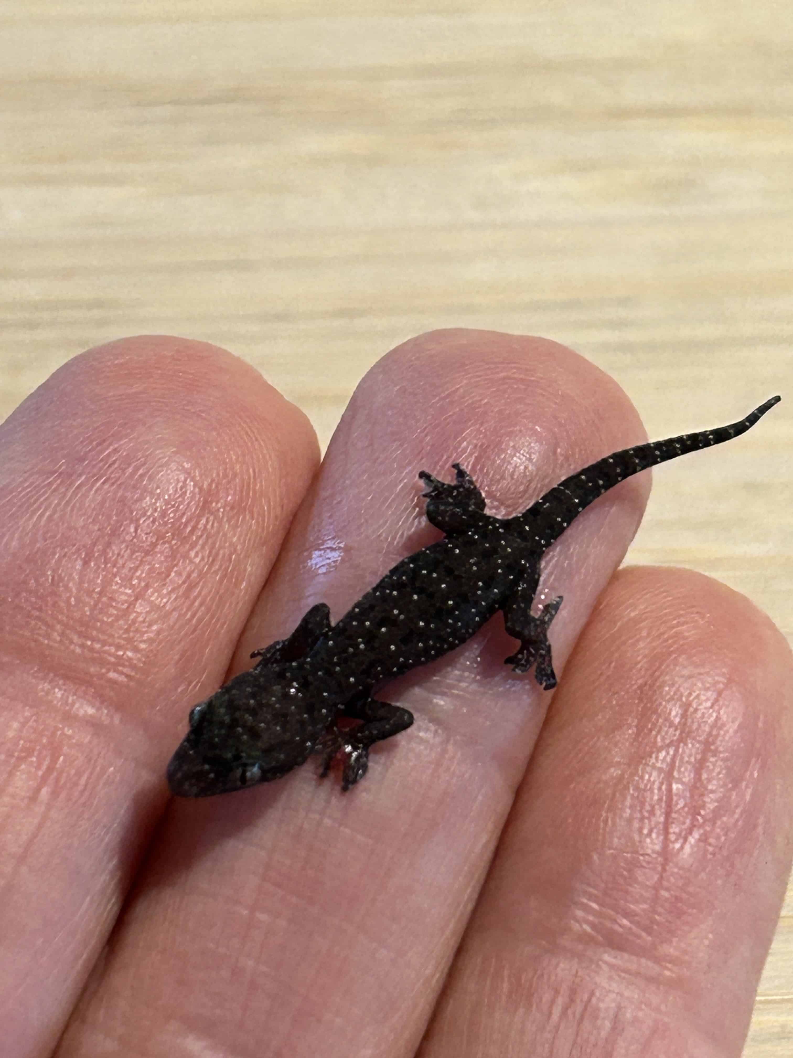 Rescue and Release of Kirby, the house gecko