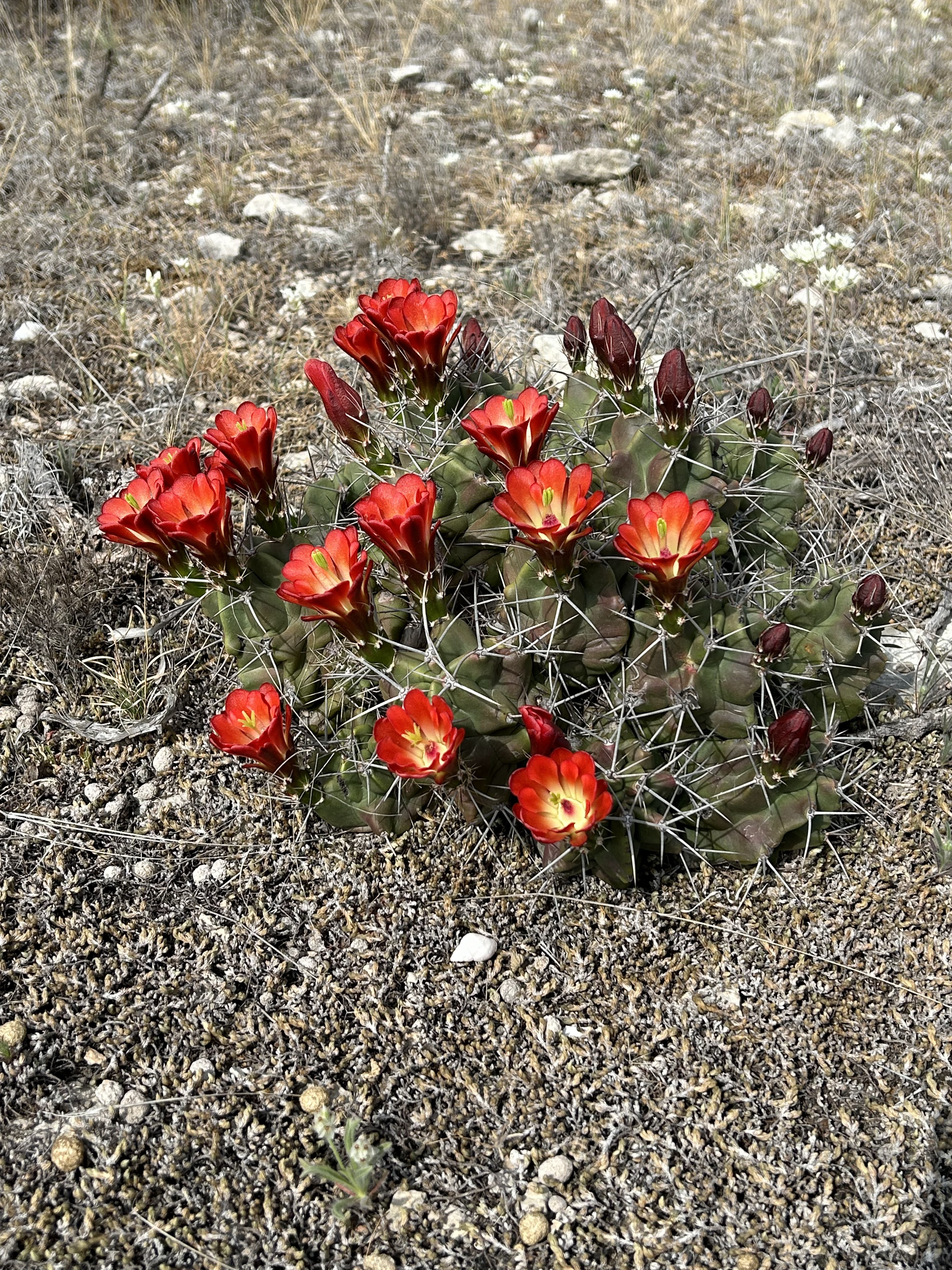 Long Hike at Seminole Canyon