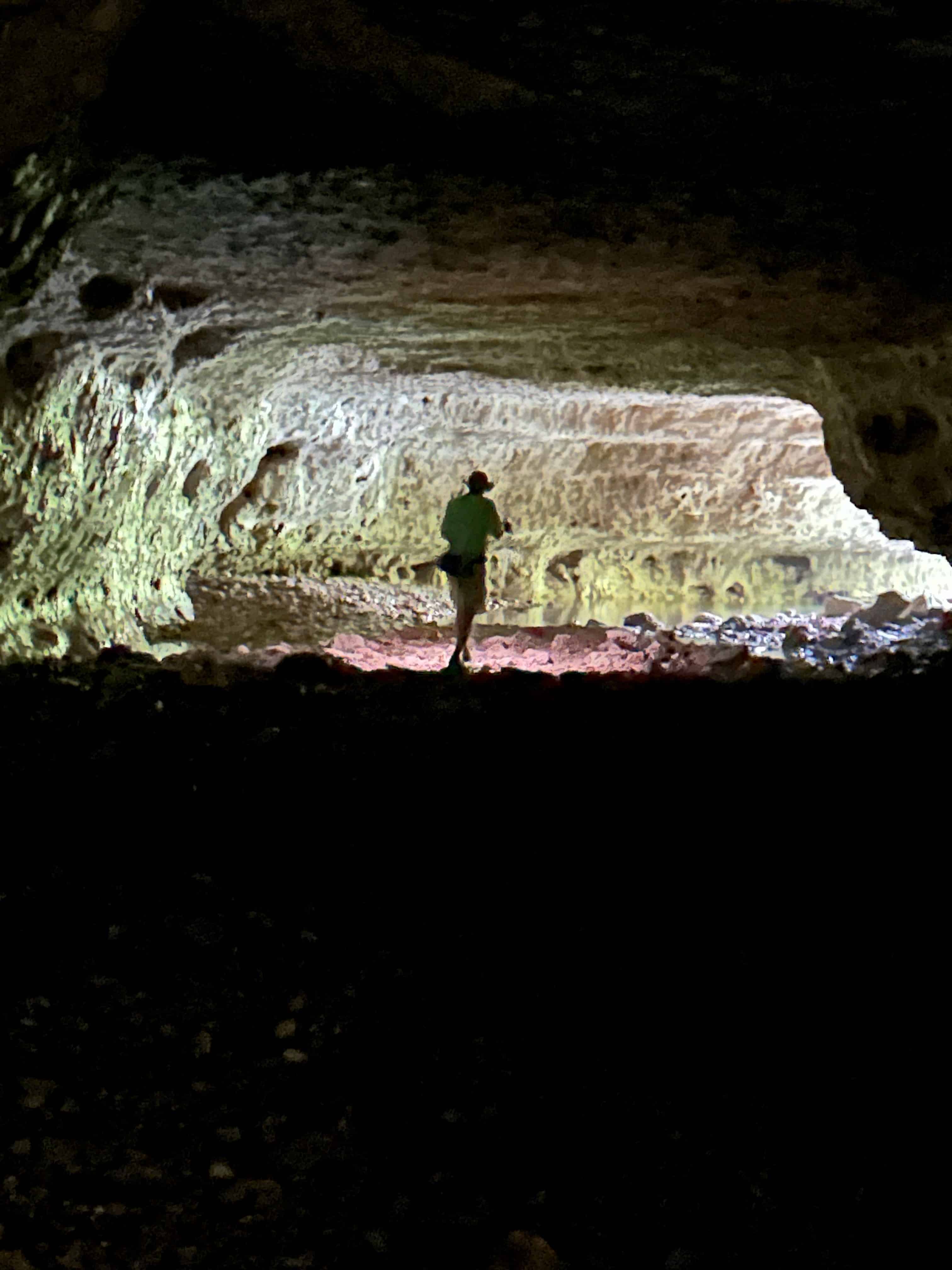 A tunnel, a turtle and numerous ticks