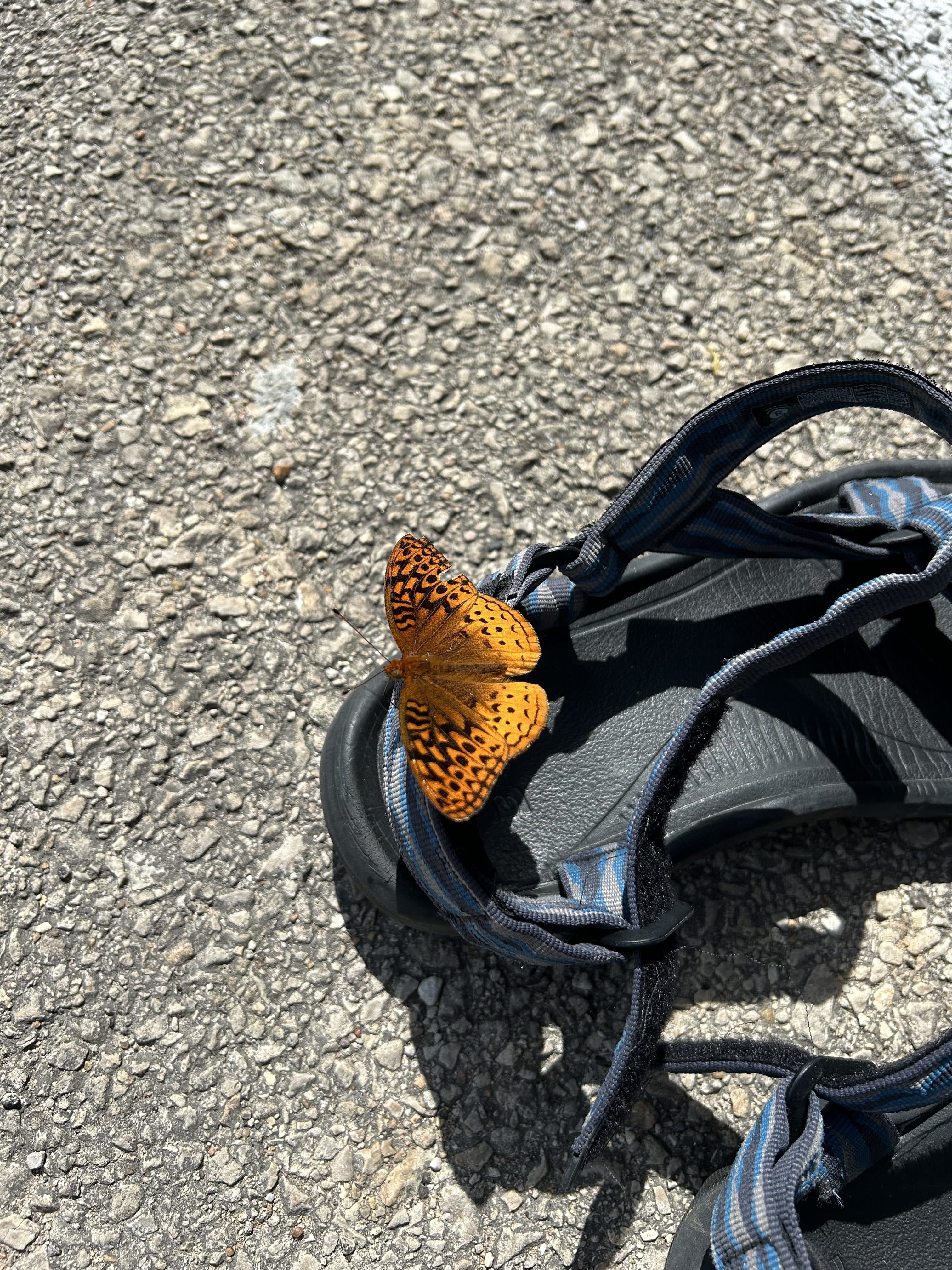 Johnson or Johnston?