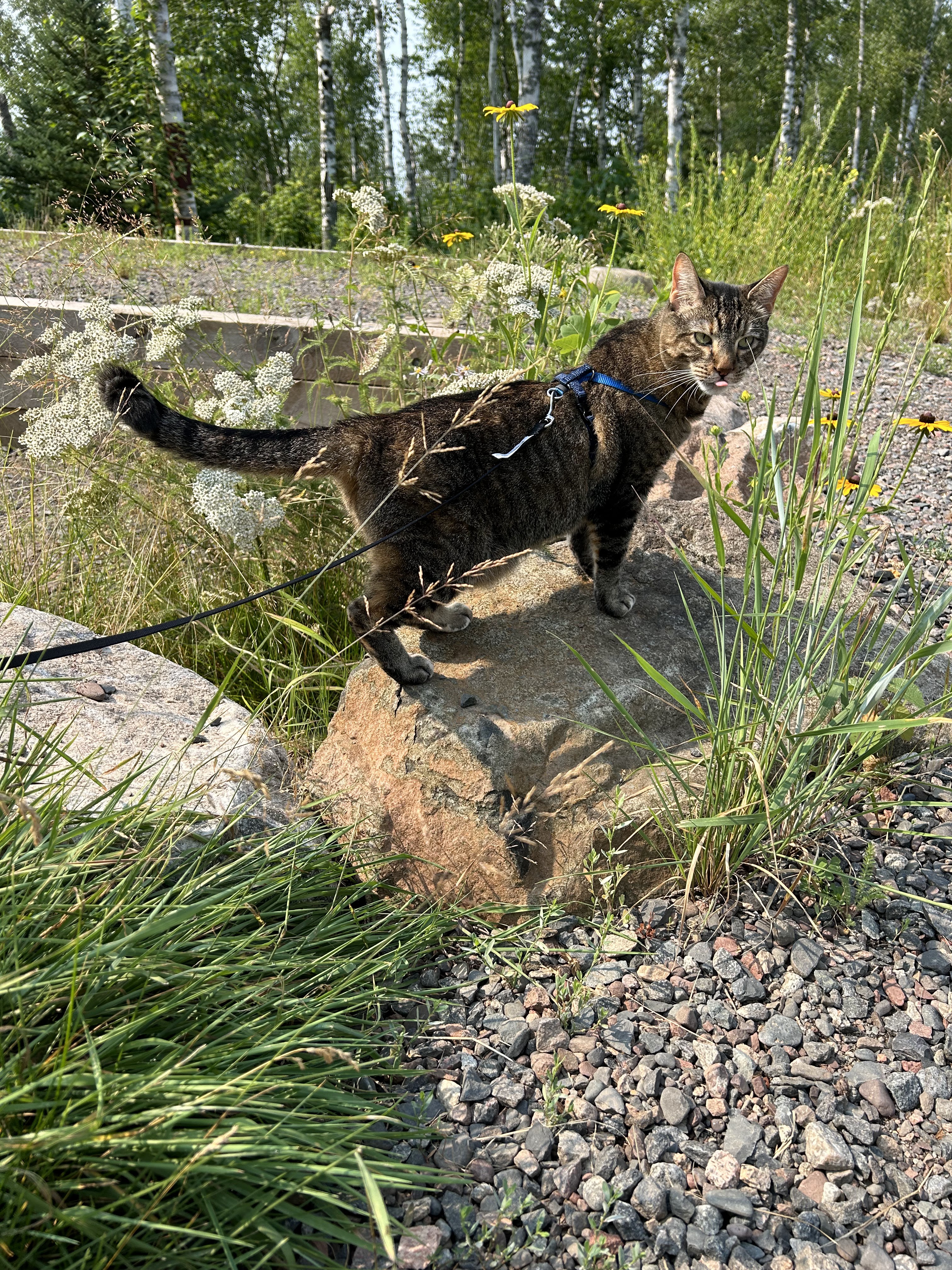 Gooseberry Falls State Park