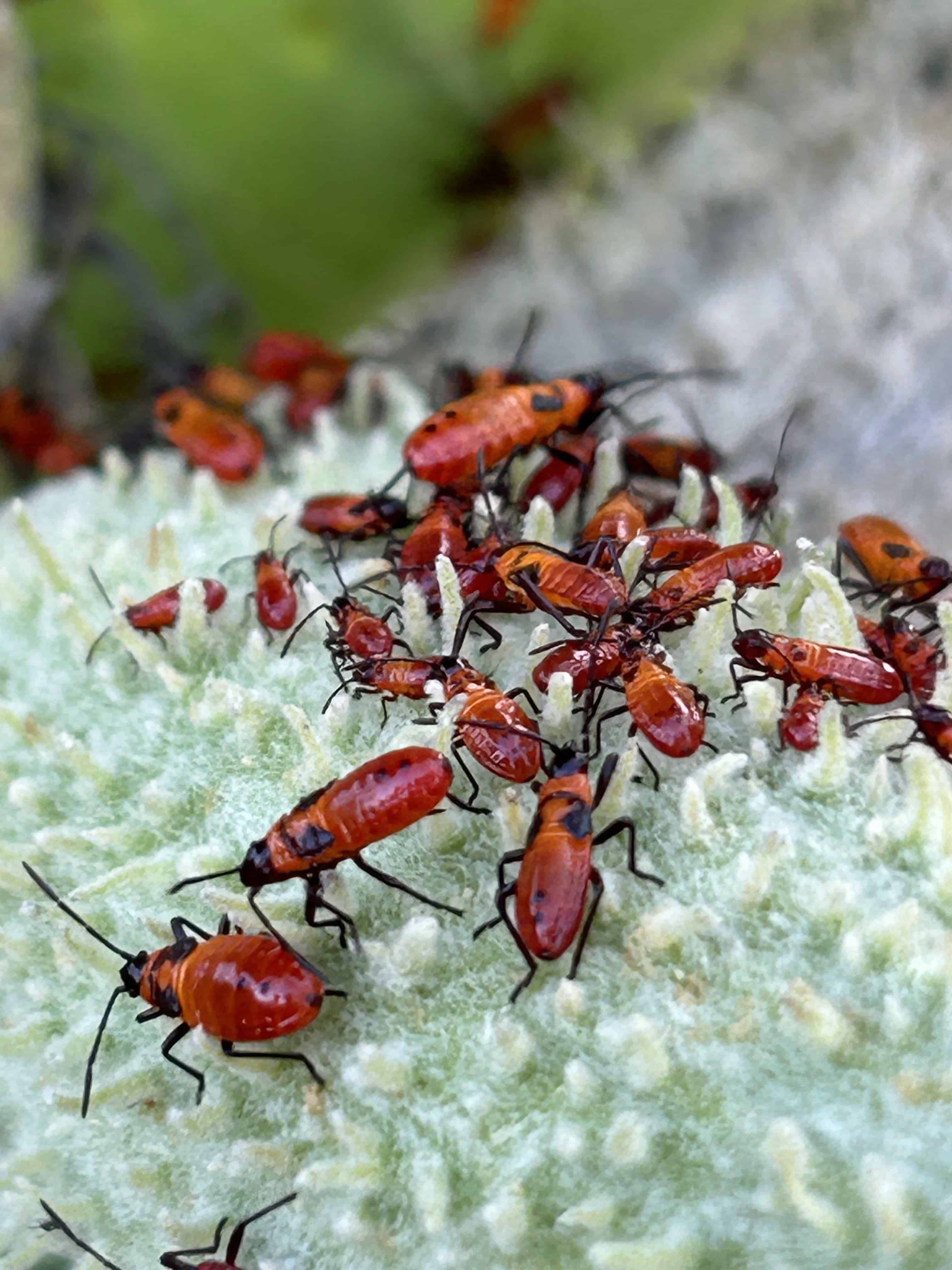 Butterfly Garden at Saylorville Lake