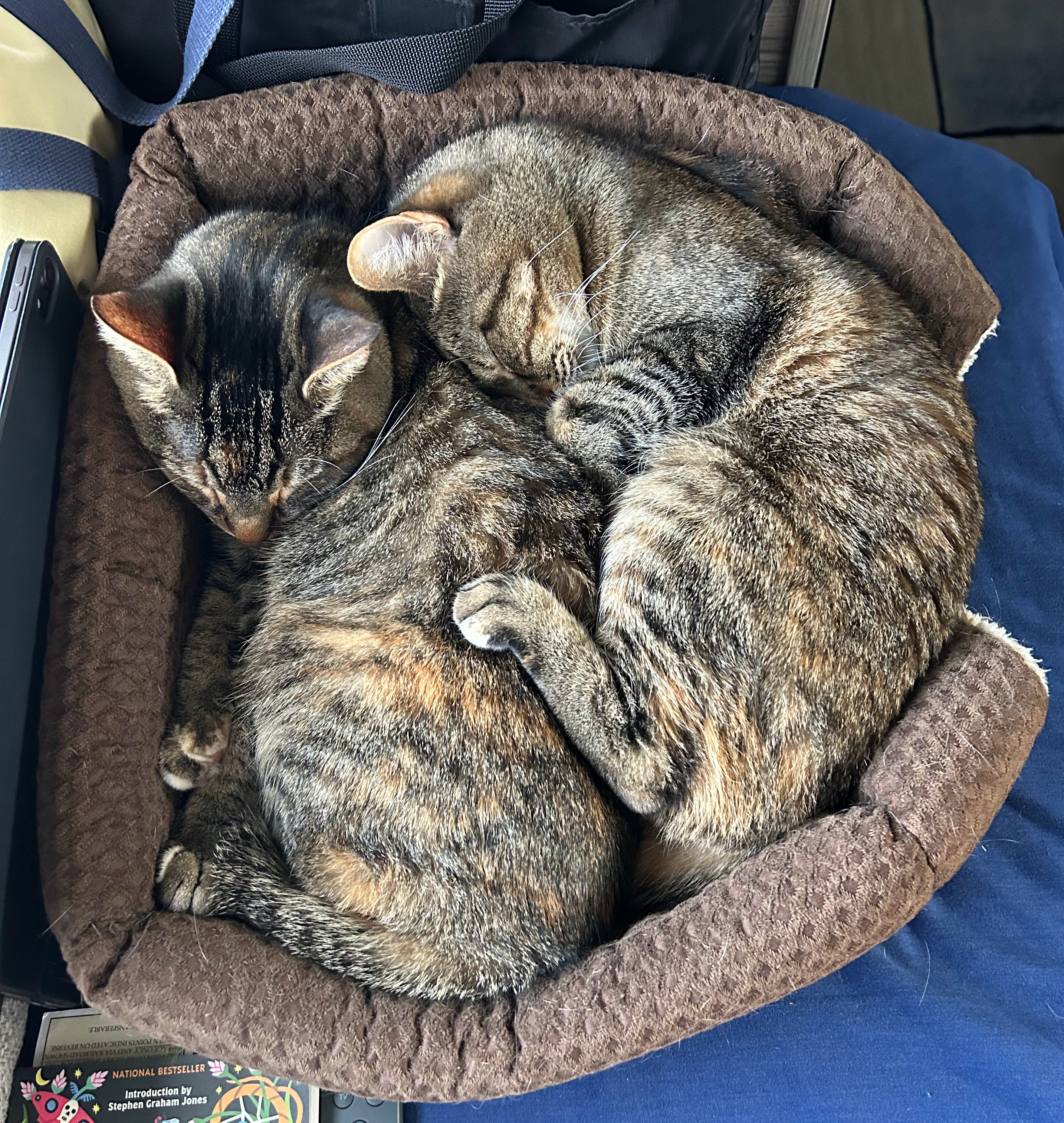 Snowbirds Return to…Snow???