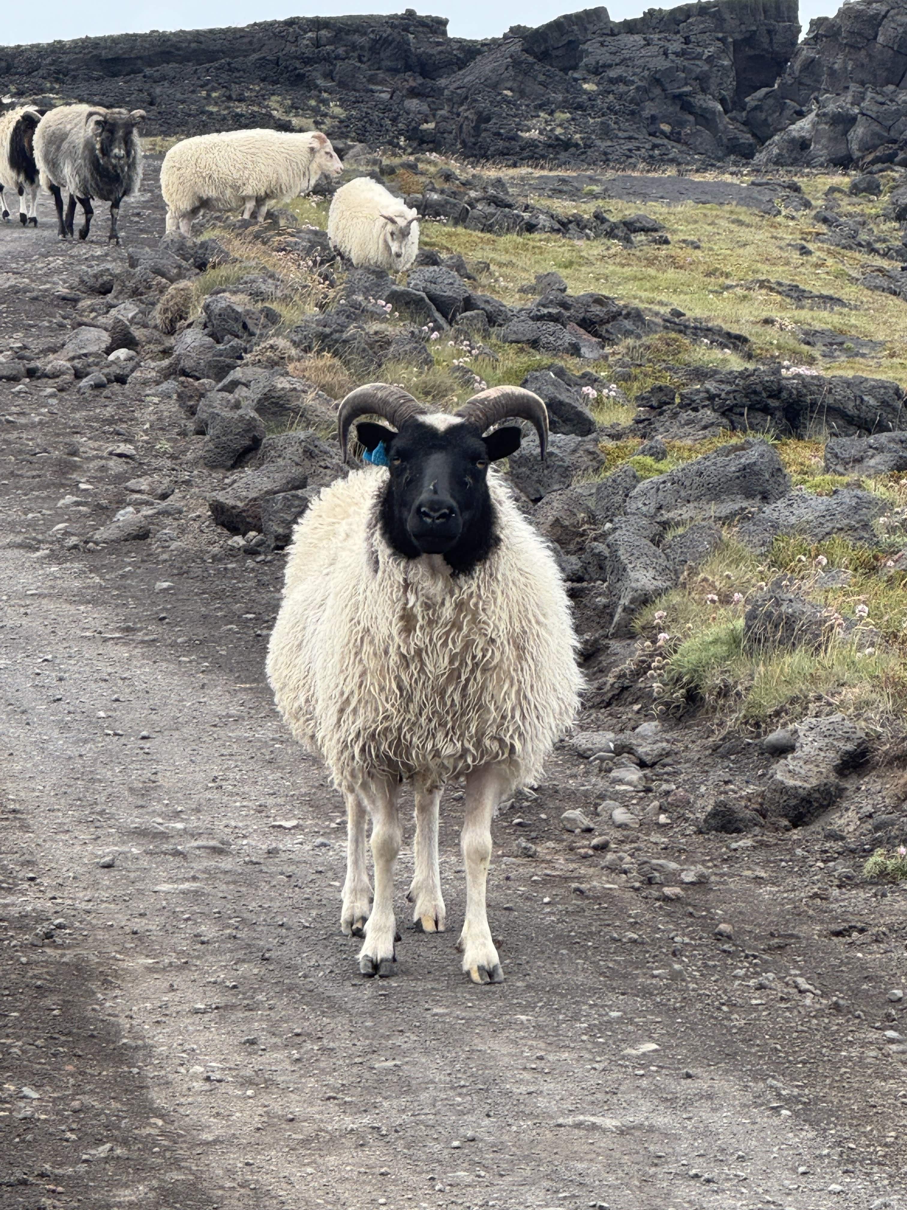 Icelandic Fauna and Boat Excursion