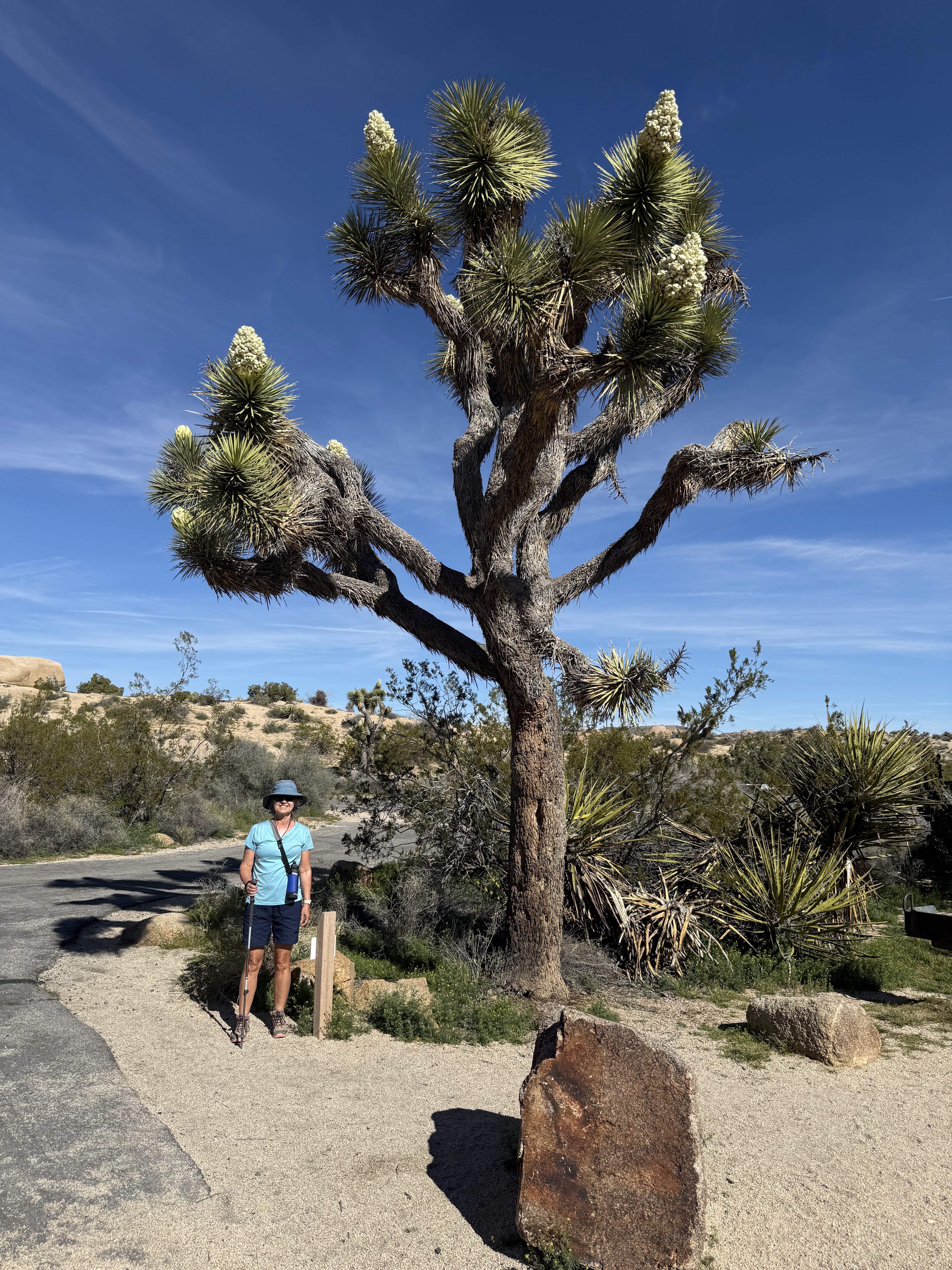 Joshua Tree National Park – Mojave Desert